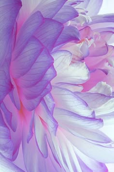 a close up view of the center of a purple and white flower