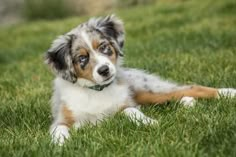 a dog laying in the grass looking at something