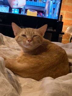 an orange cat laying on top of a bed in front of a flat screen tv