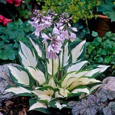 some pink and white flowers are in the middle of green plants with purple leaves on them