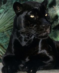 a black panther laying down with its eyes wide open and looking at the camera, in front of some plants