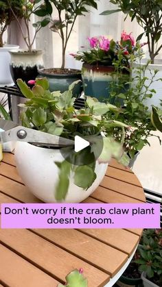 a potted plant sitting on top of a wooden table next to another potted plant