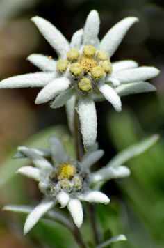 two small white flowers with yellow centers