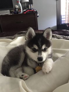 a husky puppy laying on top of a bed