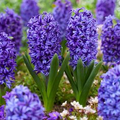 purple flowers are blooming in the garden