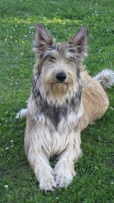 a shaggy dog sitting on top of a lush green field