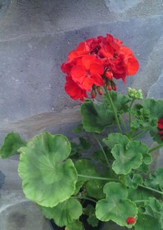 a potted plant with red flowers and green leaves sitting on the ground in front of a stone wall