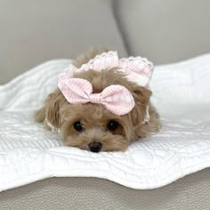 a small brown dog with a pink bow on its head laying on a white blanket