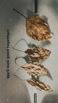 three dried leaves on a table with the caption'there is no place like home '