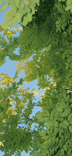 green leaves and blue sky seen through the branches of a leafy tree on a sunny day