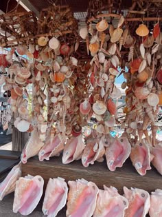 many seashells are hanging from the ceiling