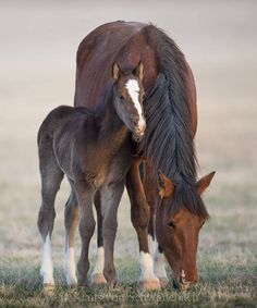 a horse and its foal are standing in the grass