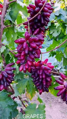 bunches of red grapes hanging from the vine