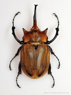 a large beetle with long antennae on it's back