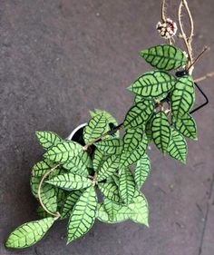 a small potted plant with green leaves