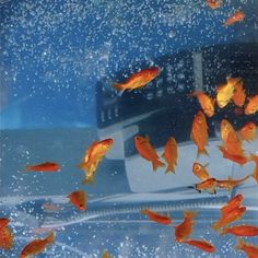 many orange fish swimming in an aquarium