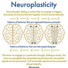 Synaptic Pruning, Brain Anatomy And Function, Psychology Notes, Psychology Studies, Brain Facts, Brain Anatomy, Psychology Student