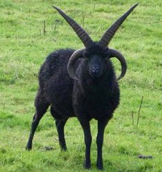 a black goat with long horns standing in the grass