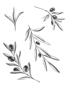 olives and leaves are drawn in pencil