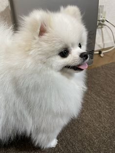 a small white dog standing on top of a carpeted floor next to a computer monitor