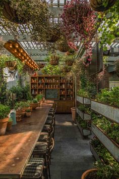 an indoor garden with potted plants and hanging lights