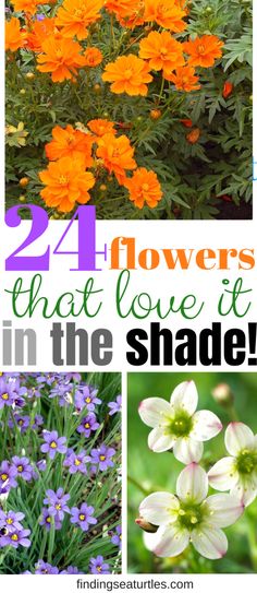 flowers that love it in the shade with text overlay saying, 24 flowers that love it in the shade