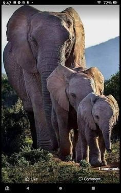 an adult and baby elephant walking together in the wild