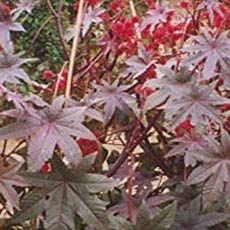 purple leaves and red flowers in a garden