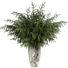 a plant in a vase on a white background