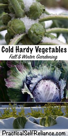 three different pictures with the words cold hard vegetables all's winter gardening written below