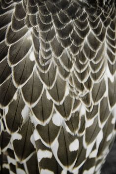 a close up photo of a bird's feathers