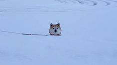 a dog pulling a leash through the snow