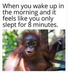 an orangutan hanging from a tree with the caption when you wake up in the morning and it feels like you only slept for 8 minutes