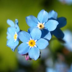 small blue flowers with yellow centers are in the foreground