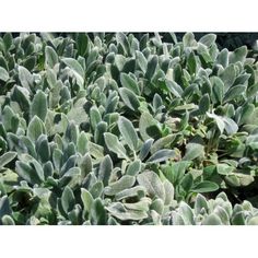 some very pretty green plants with leaves