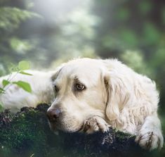 a large white dog laying on top of a moss covered tree trunk in the woods