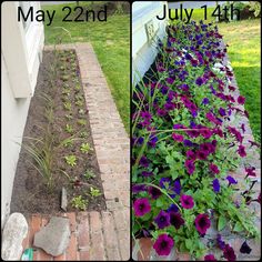 two different pictures of flowers growing in the ground and on the side of a house