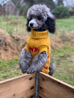 a poodle wearing a yellow sweater sitting on top of a wooden box