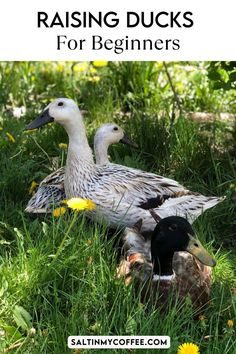 two ducks are sitting in the grass with dandelions