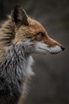 a close up of a fox's head with its eyes open and looking off into the distance