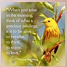 a yellow bird sitting on top of a tree branch next to a quote about love