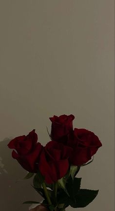 a hand holding a bouquet of red roses in front of a white wall with shadows on it