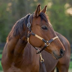 a brown horse wearing a bridle and standing in the grass with trees in the background