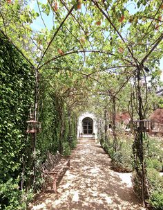 an outdoor walkway with trees and benches on both sides, leading to a white building surrounded by greenery