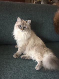 a fluffy cat sitting on top of a green couch