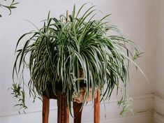 a large potted plant sitting on top of a wooden stand