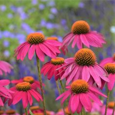 Unique color, food for pollinators, birds & native hardiness, the PowWow Wild Berry Coneflower has it all! Purple blooms & curious spiky seed heads! High Country Gardens, Magenta Flowers, Deer Resistant Plants, Country Gardens, Sun Perennials, Drought Tolerant Plants, Wild Berry, Easy Garden