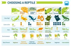 an info sheet with different types of reptiles and their names in blue, green,