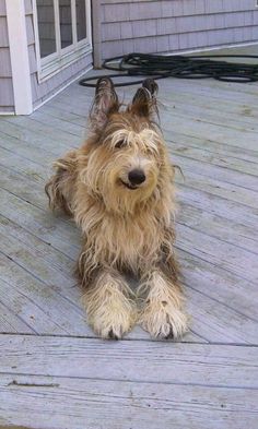 a shaggy dog sitting on top of a wooden deck next to a door and window