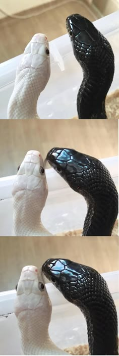 three pictures of two white and one black snakes kissing each other's heads in front of a mirror